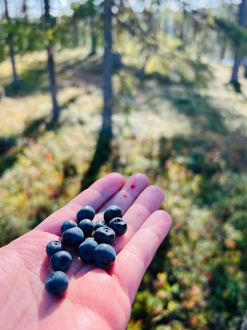 Forest, Castle & Fiskars Village Day Trip from Helsinki - FAQs