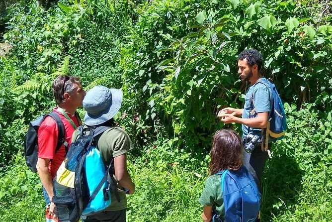 forest-forager-wild-food-walk