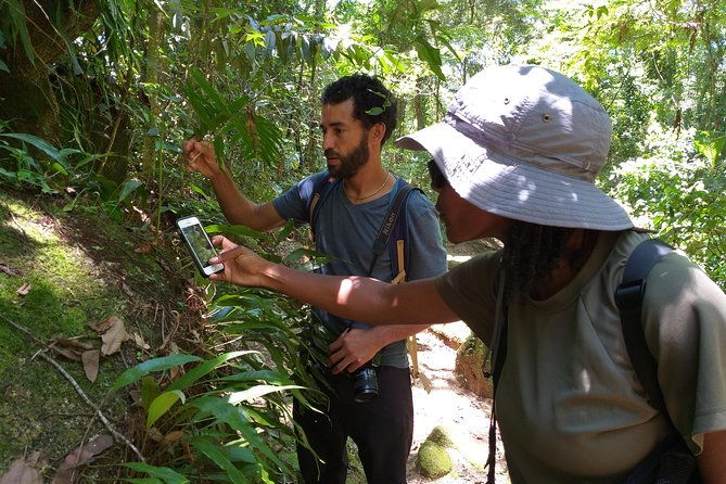 forest-forager-wild-food-walk
