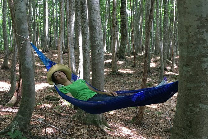 forest-healing-around-the-giant-beech-and-katsura-trees