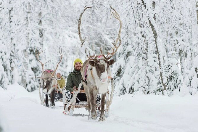 forest-trail-reindeer-safari