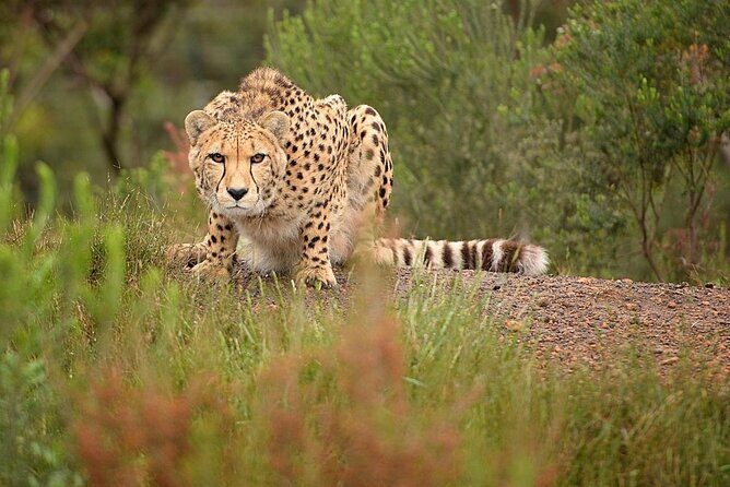 Forest Walk with Picnic and Wildife Tour - Forest Walk with Picnic and Wildlife Tour: An Authentic South African Nature Experience