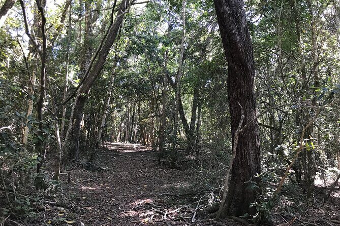 Forest Walk with Picnic and Wildife Tour - What Sets This Tour Apart