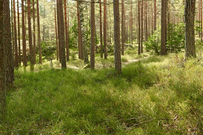 forestbathing-and-natural-spring-water-in-stockholm-nature-2