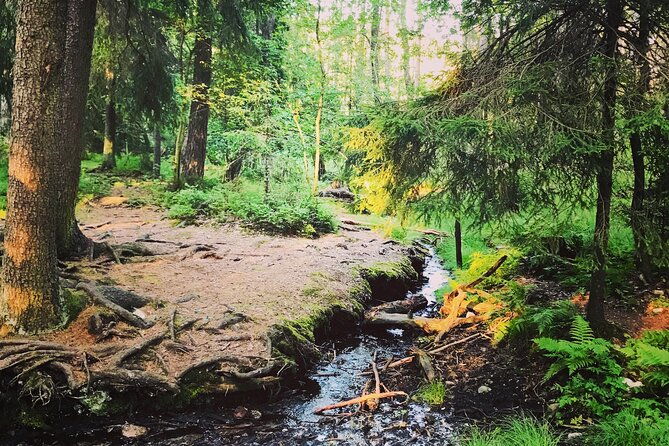 forestbathing-and-natural-spring-water-in-stockholm-nature