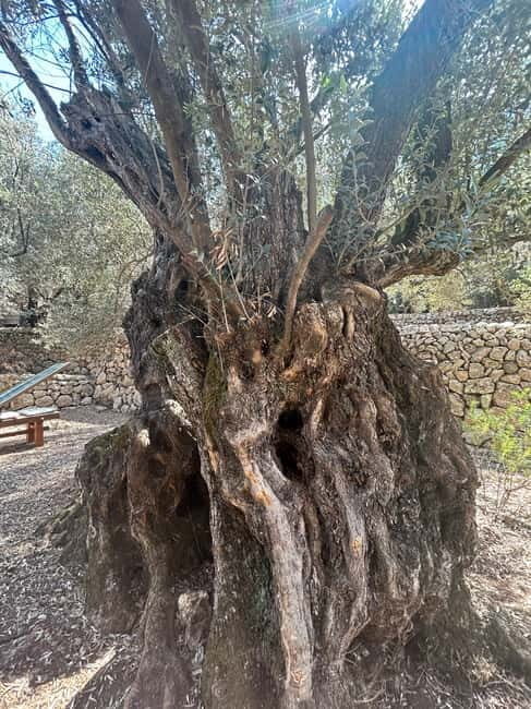 Fornalutx - hiking to the olive farm & oil tasting - Final Thoughts