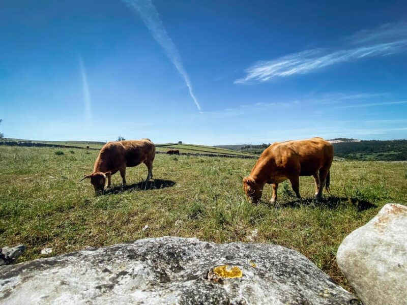fornea-e-bike-and-olive-oil-tour