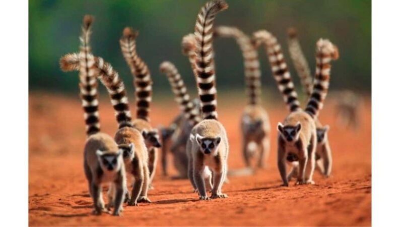 Fort Dauphin: Day trip to the territory of the dancing lemurs - Key Points