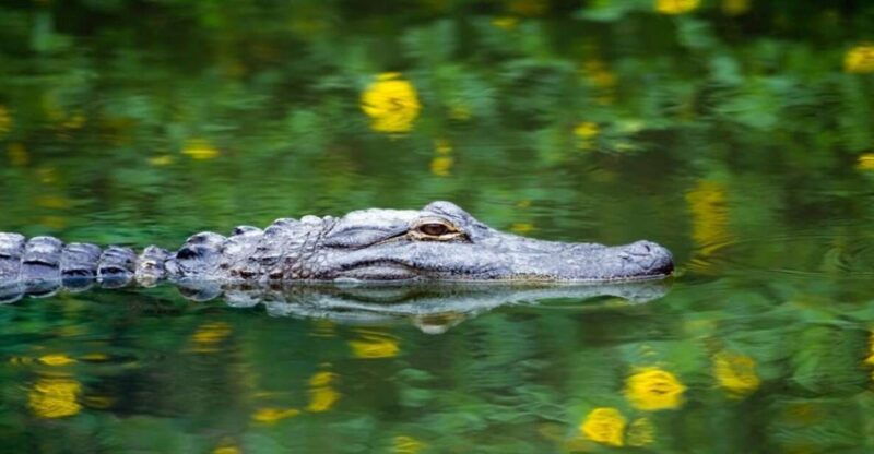 fort-lauderdale-everglades-express-tour-with-airboat-ride