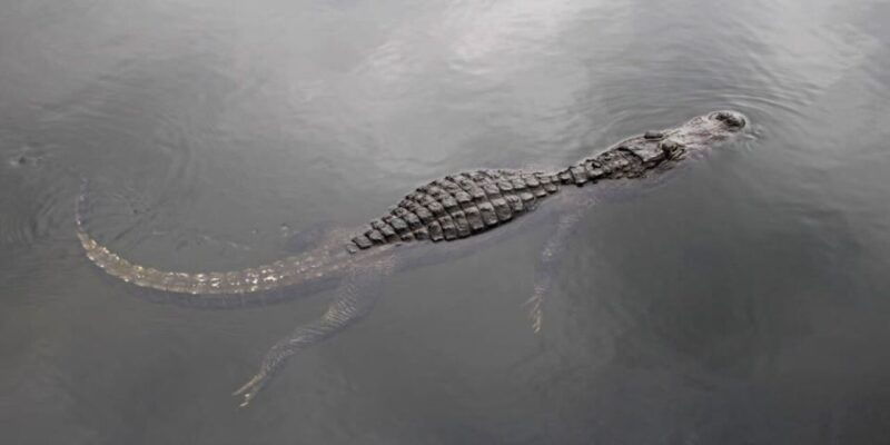 fort-lauderdale-everglades-express-tour-with-airboat-ride