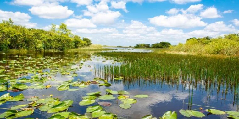 fort-lauderdale-everglades-express-tour-with-airboat-ride