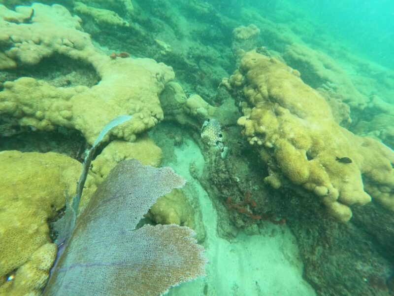 fort-lauderdale-guided-snorkeling-reef-tour-and-lesson
