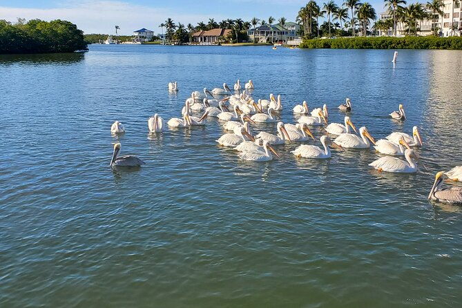 fort-myers-beach-dolphin-sightseeing-tour-refreshments-included