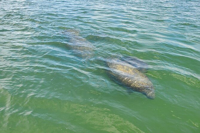 fort-myers-beach-sightseeing-with-shark-teeth-and-shelling-tour