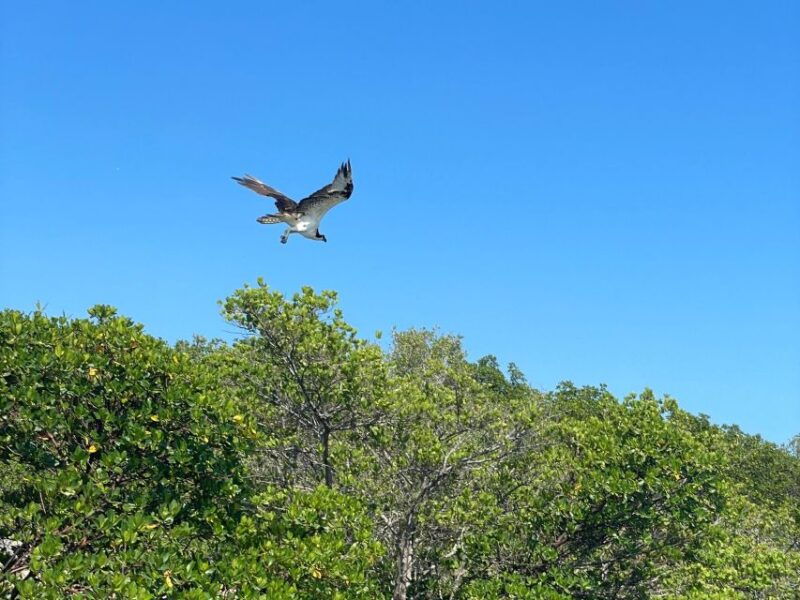 fort-pierce-4-hr-mangroves-dolphin-watch-sandbar-in-fl