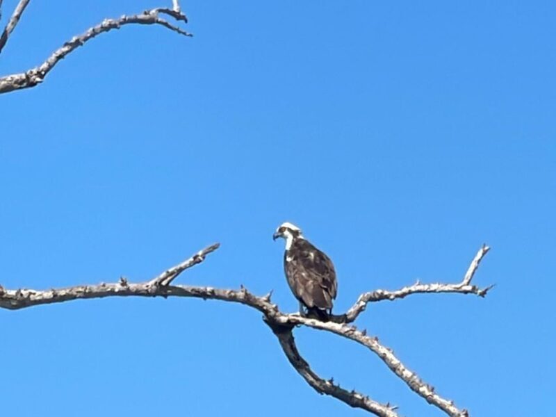 Fort Pierce: Prehistoric Preserve Kayak Tour - Final Thoughts