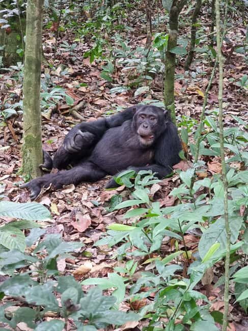 Fort Portal: Kibale Forest National Park Chimpanzee Trek - Discovering Kibale Forest National Park: What Makes It Special?