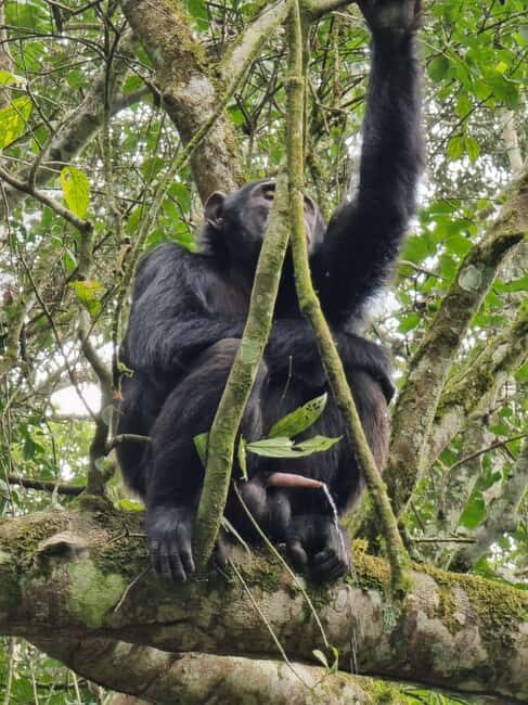 Fort Portal: Kibale Forest National Park Chimpanzee Trek - The Itinerary: A Detailed Breakdown