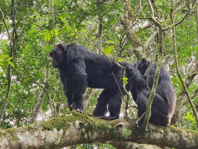 Fort Portal: Kibale Forest National Park Chimpanzee Trek - The Value of a Guided Chimpanzee Trek