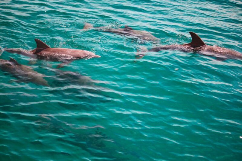 fort-walton-beach-morning-dolphin-cruise-with-snorkel-stop