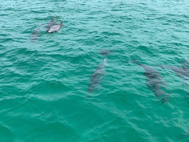 fort-walton-dolphin-discovery-and-snorkeling-cruise