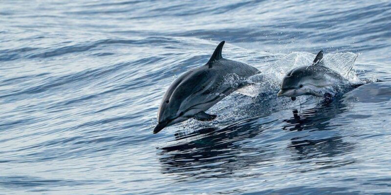 fort-walton-dolphin-discovery-and-snorkeling-cruise