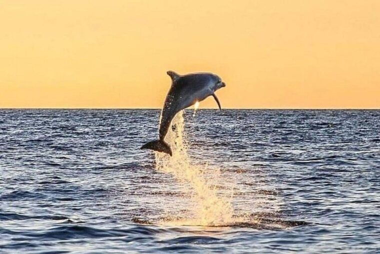 fort-walton-dolphin-discovery-and-snorkeling-cruise