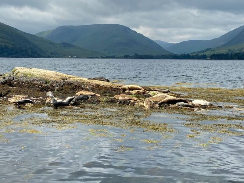 fort-william-seal-spotting-loch-linnhe-cruise