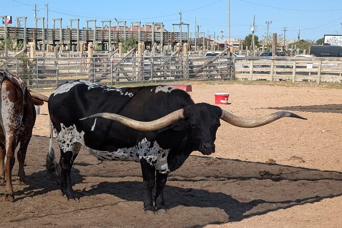 fort-worth-stockyards-scavenger-hunt-walking-tour-and-game