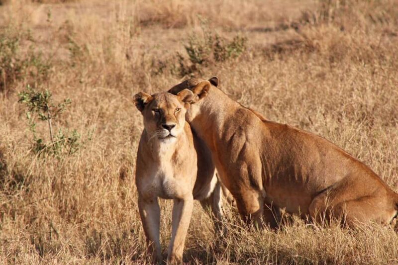 FOUR DAYS BUDGET CAMPING SAFARI - Key Points