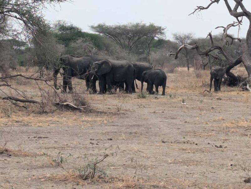 FOUR DAYS BUDGET CAMPING SAFARI - Analyzing Value and Practical Considerations
