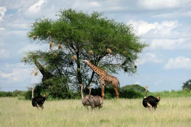 Four days Serengeti balloon - Practical Details: What Travelers Need to Know
