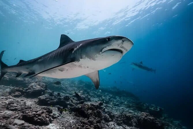 Four Islands Private Tour in Addu City, Maldives - Final Thoughts: Who Will Love This Tour?