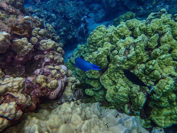 four-winds-molokini-snorkeling-tour-from-maalaea-harbor