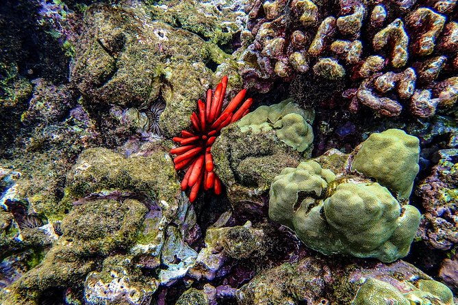four-winds-molokini-snorkeling-tour-from-maalaea-harbor