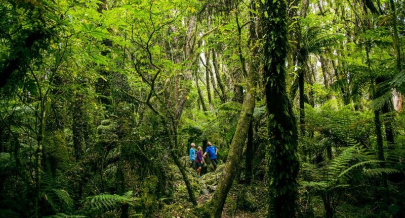 Fox Glacier: Half Day Walking & Nature Tour with Local Guide - The Sum Up