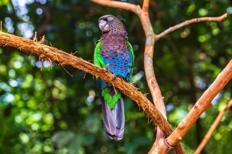 foz-do-iguacu-bird-park-experience