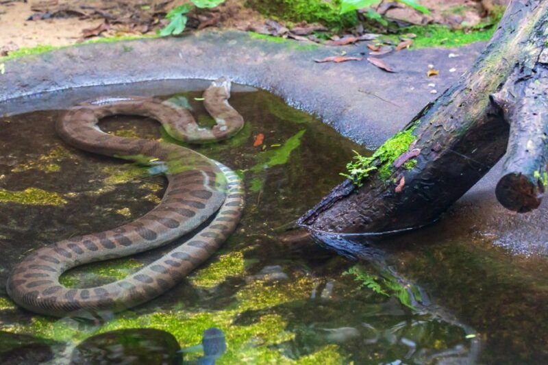 foz-do-iguacu-bird-park-experience