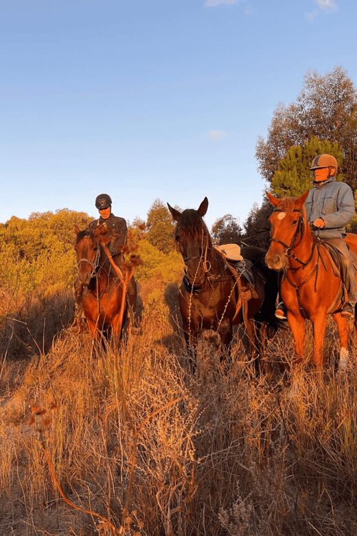 Franschhoek: Full-Day Horseback Riding and Wine Tasting Tour - Final Thoughts: Who Is This Tour Best For?