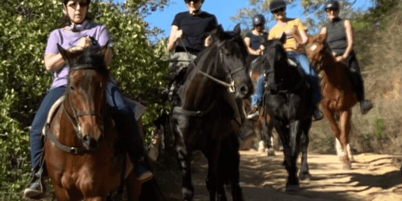 Franschhoek: Half Day Horse Trail and Wine Tasting - Why This Tour Is a Great Choice