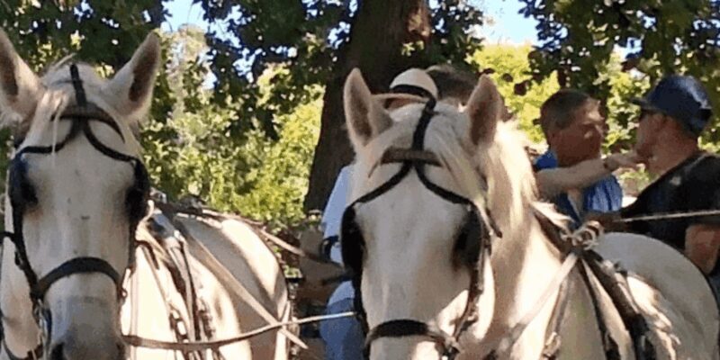 Franschhoek: Vrede en Lust Wine Estate 1H Carriage Ride - Final Thoughts