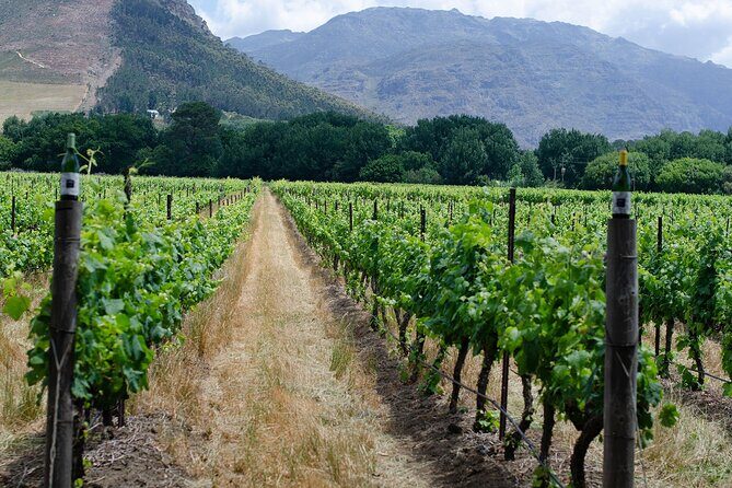 Franschhoek Wine Tram Tour with private transfer from Cape Town - What to Expect at the Wineries
