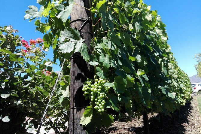 Franschhoek Wine Tram Tour with private transfer from Cape Town - Who Should Consider This Tour?