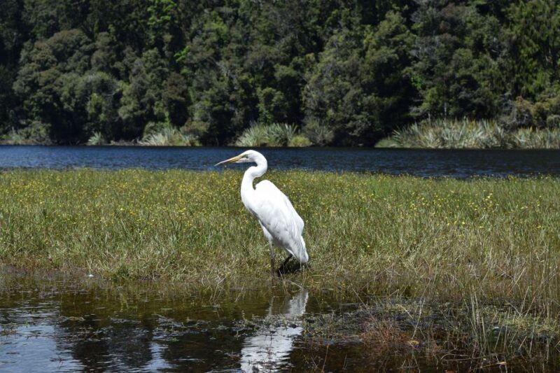 Franz Josef: Kayak & Walking Tour to Okarito Kiwi Sanctuary - FAQ