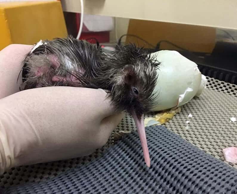 Franz Josef: Kiwi VIP Backstage Pass Tour - An Authentic Wildlife Experience in Franz Josef