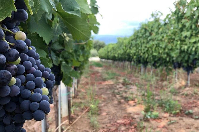 frascati-day-tour-road-from-rome-with-wine-tasting-lunch