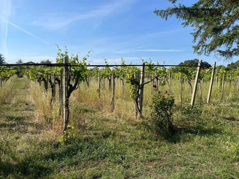 Frascati: Vineyard Wine Tasting Tour with Snacks - Wine Tasting and Snacks