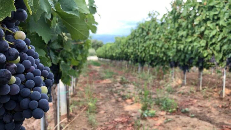 frascati-wine-road-from-rome-tasting-lunch