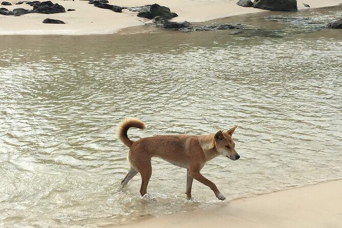 Fraser Experience Shared Full Day Guided Tour - Exploring Fraser Island on the Fraser Experience Shared Full Day Guided Tour