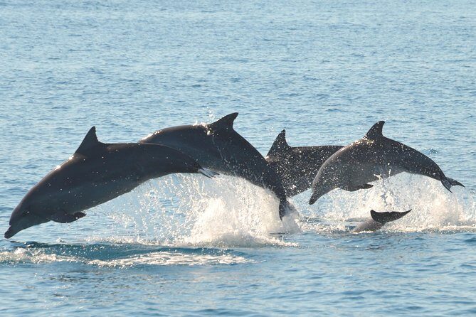 Fraser Island & Dolphin Sailing Adventure - Why Choose the Fraser Island & Dolphin Sailing Adventure?